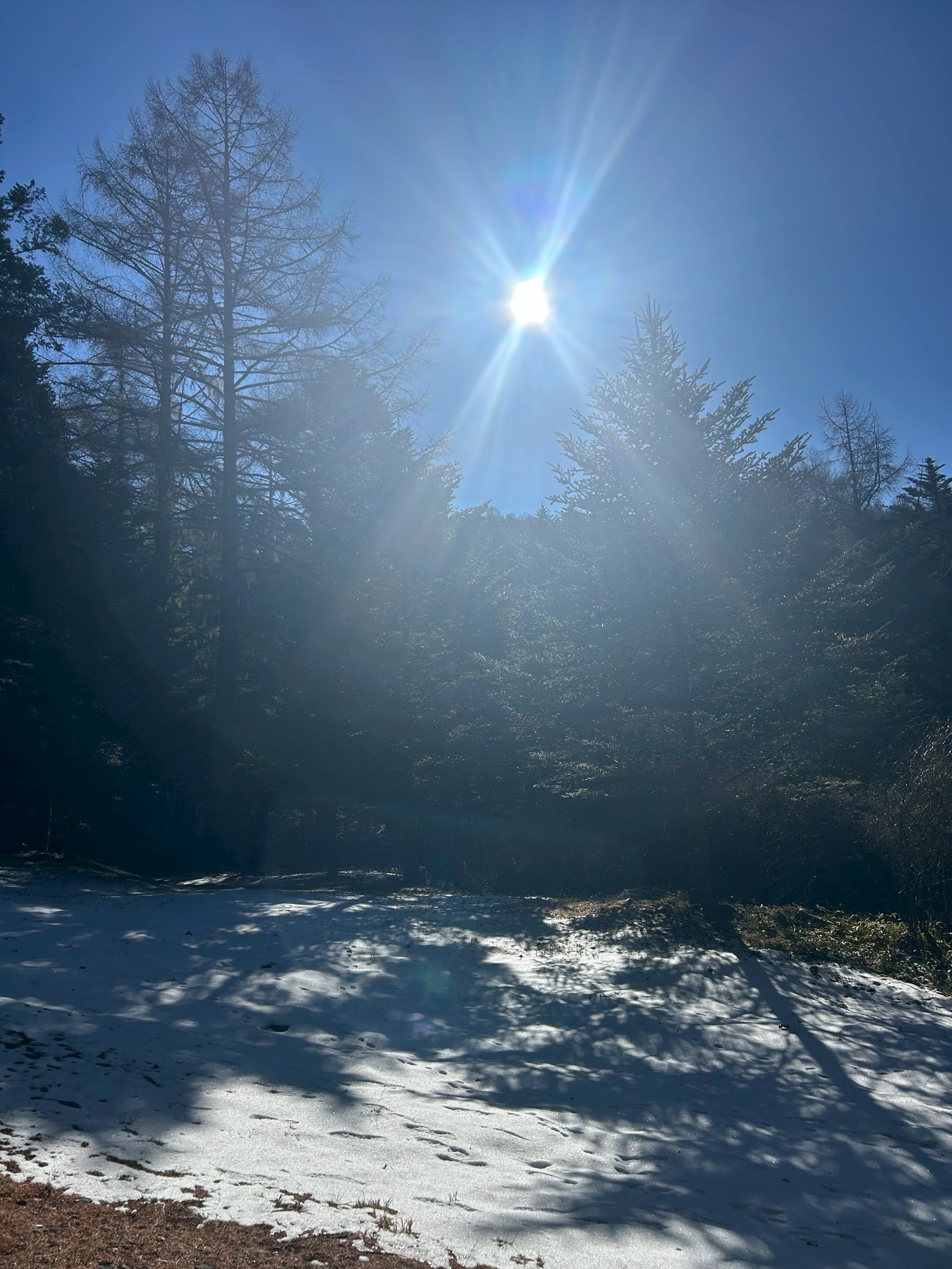八ヶ岳の森に差し込み、雪面を照らす陽光